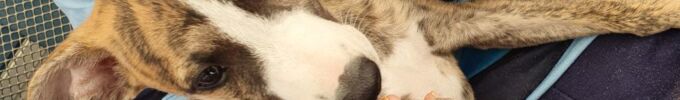 tierischer_Besuch6_edited.jpg